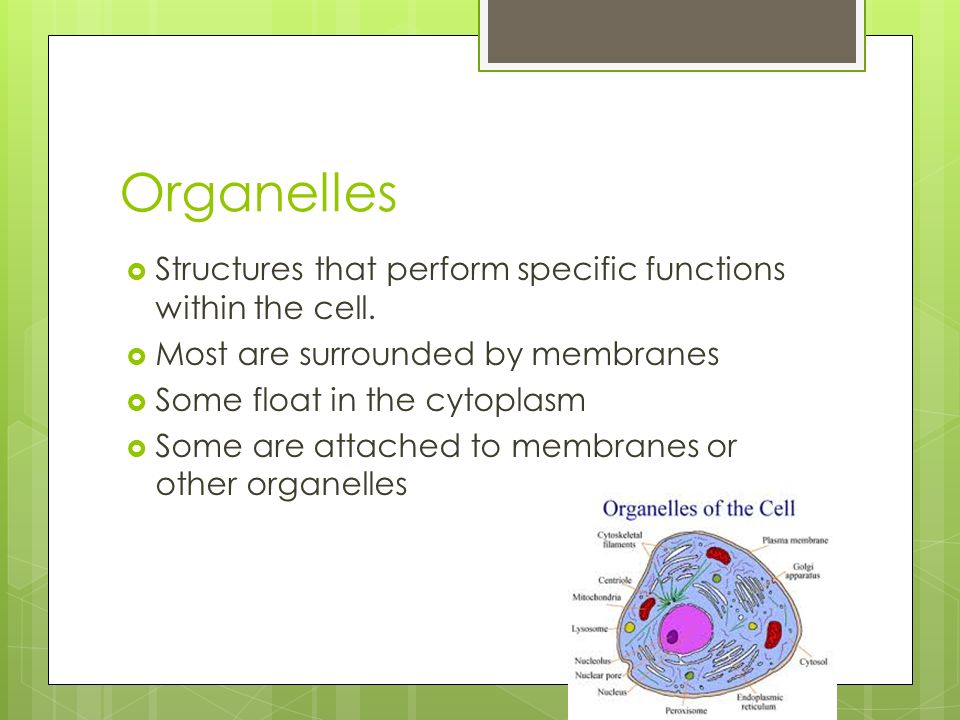 Organelles  Structures that perform specific functions within the cell.