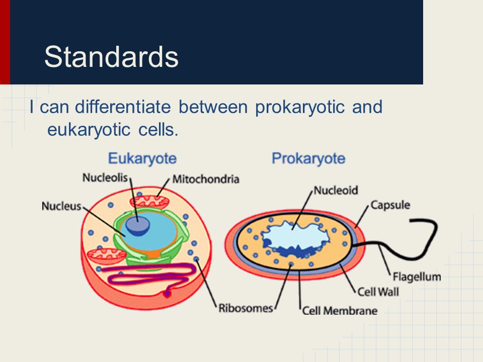 Standards I can differentiate between prokaryotic and eukaryotic cells.