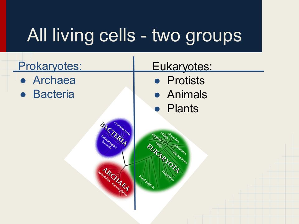 All living cells - two groups Prokaryotes: ●Archaea ●Bacteria Eukaryotes: ●Protists ●Animals ●Plants