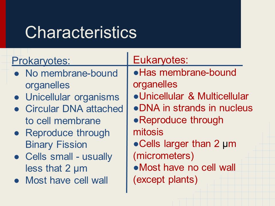 Characteristics Prokaryotes: ●No membrane-bound organelles ●Unicellular organisms ●Circular DNA attached to cell membrane ●Reproduce through Binary Fission ●Cells small - usually less that 2 µm ●Most have cell wall Eukaryotes: ●Has membrane-bound organelles ●Unicellular & Multicellular ●DNA in strands in nucleus ●Reproduce through mitosis ●Cells larger than 2 µm (micrometers) ●Most have no cell wall (except plants)