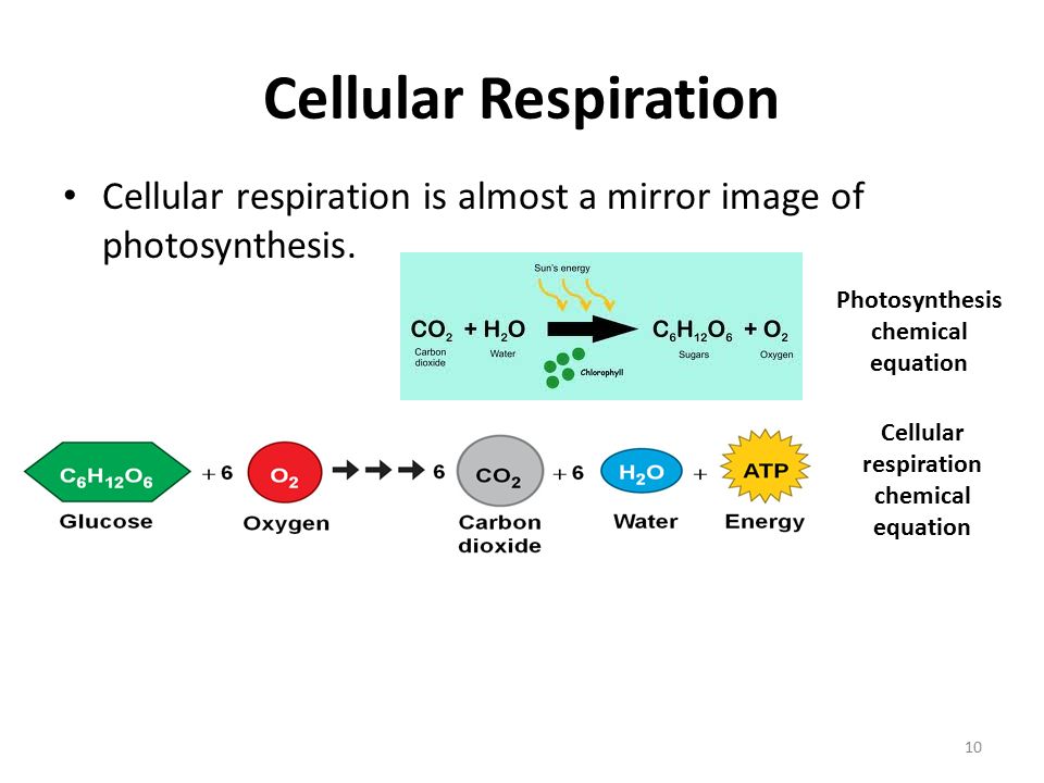 Write The Chemical Equation For Cellular Respiration And Write The Chemical Equation For Cellular Respiration And