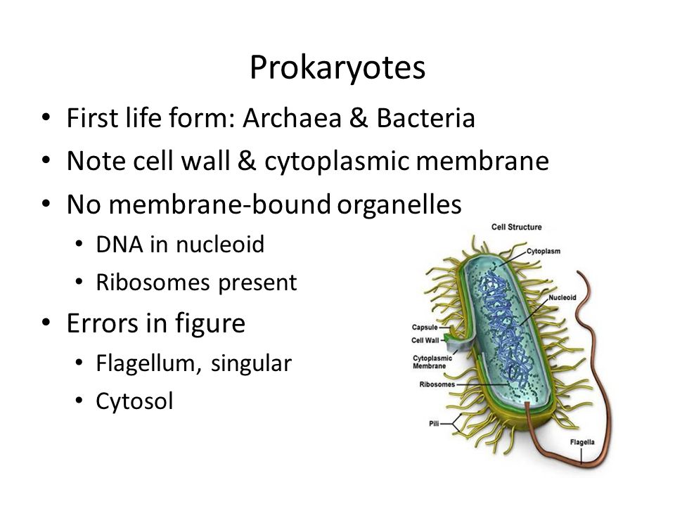Prokaryotes First life form: Archaea & Bacteria Note cell wall & cytoplasmic membrane No membrane-bound organelles DNA in nucleoid Ribosomes present Errors in figure Flagellum, singular Cytosol
