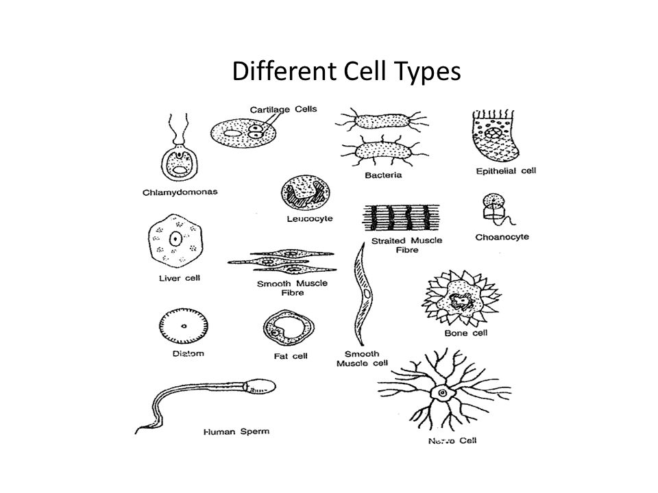 Different Cell Types