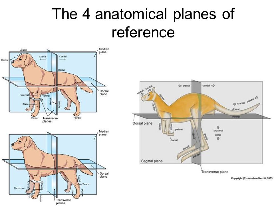Worksheet Anatomical Directions Worksheet anatomical directions and planes worksheet intrepidpath chapter 1 introduction to anatomy physiology