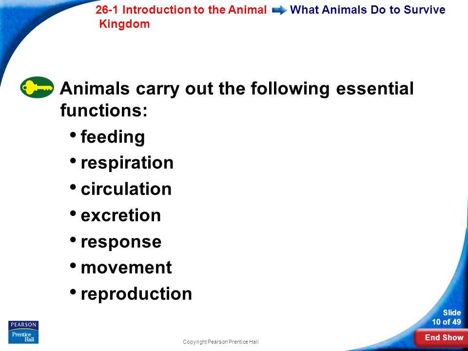 End Show 26-1 Introduction to the Animal Kingdom Slide 10 of 49 Copyright Pearson Prentice Hall What Animals Do to Survive Animals carry out the following essential functions: feeding respiration circulation excretion response movement reproduction