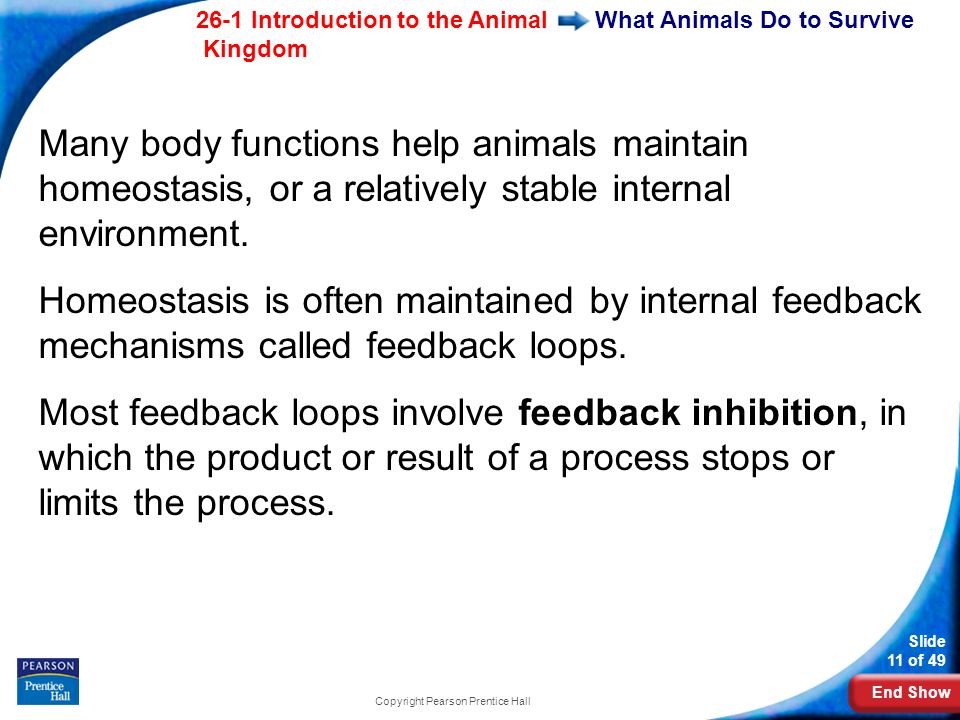 End Show 26-1 Introduction to the Animal Kingdom Slide 11 of 49 Copyright Pearson Prentice Hall What Animals Do to Survive Many body functions help animals maintain homeostasis, or a relatively stable internal environment.