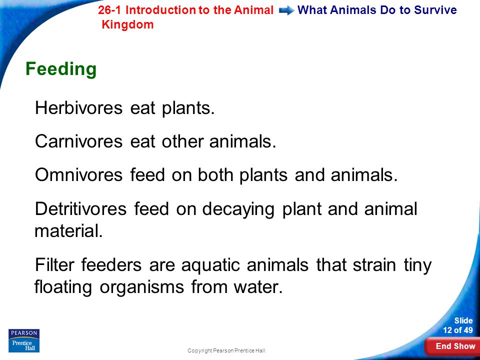 End Show 26-1 Introduction to the Animal Kingdom Slide 12 of 49 Copyright Pearson Prentice Hall What Animals Do to Survive Feeding Herbivores eat plants.
