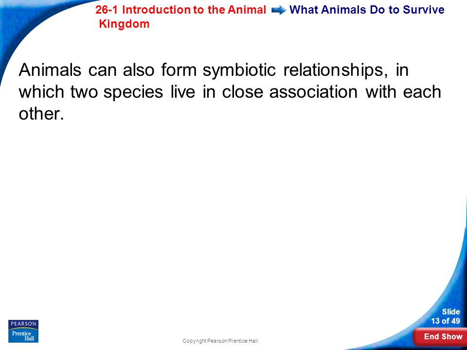End Show 26-1 Introduction to the Animal Kingdom Slide 13 of 49 Copyright Pearson Prentice Hall What Animals Do to Survive Animals can also form symbiotic relationships, in which two species live in close association with each other.
