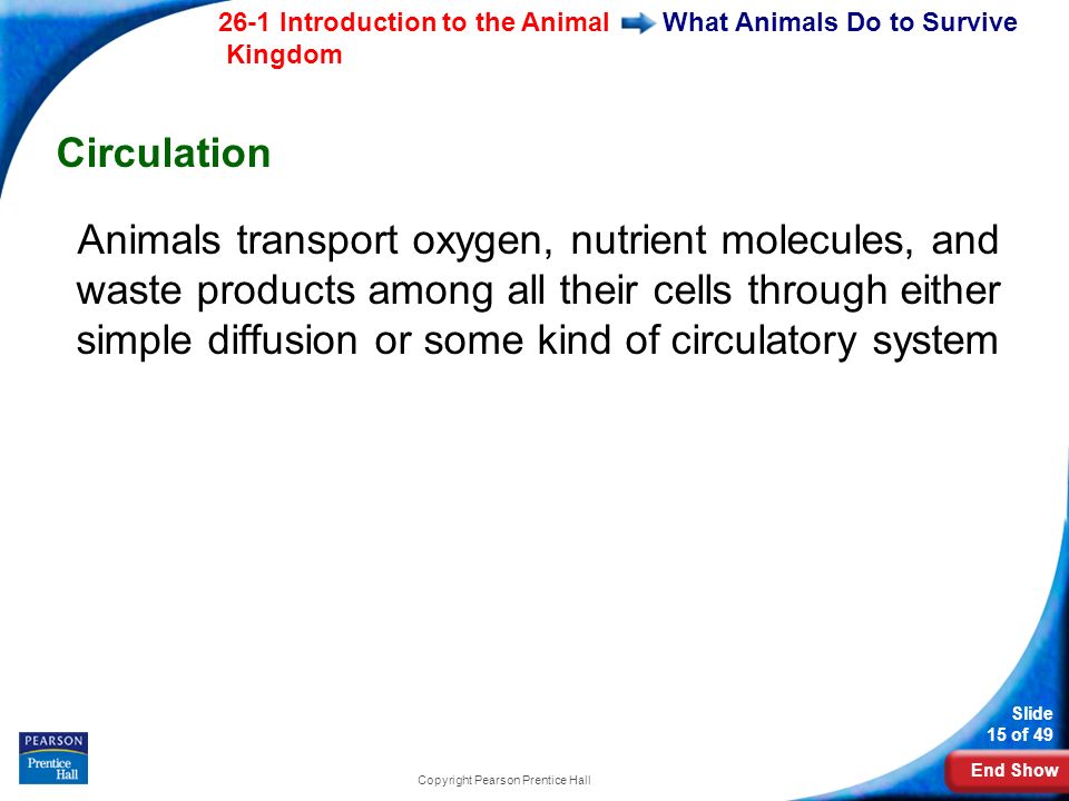 End Show 26-1 Introduction to the Animal Kingdom Slide 15 of 49 Copyright Pearson Prentice Hall What Animals Do to Survive Circulation Animals transport oxygen, nutrient molecules, and waste products among all their cells through either simple diffusion or some kind of circulatory system