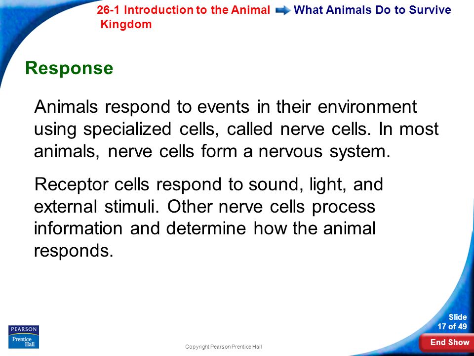End Show 26-1 Introduction to the Animal Kingdom Slide 17 of 49 Copyright Pearson Prentice Hall What Animals Do to Survive Response Animals respond to events in their environment using specialized cells, called nerve cells.