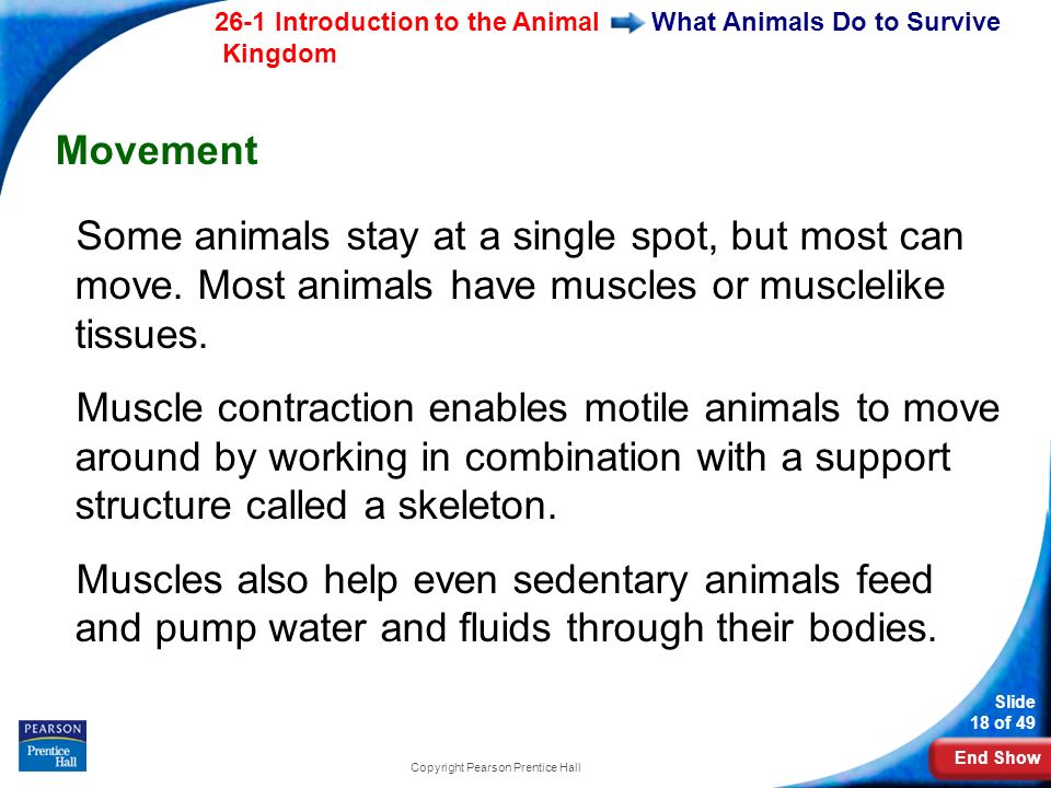 End Show 26-1 Introduction to the Animal Kingdom Slide 18 of 49 Copyright Pearson Prentice Hall What Animals Do to Survive Movement Some animals stay at a single spot, but most can move.
