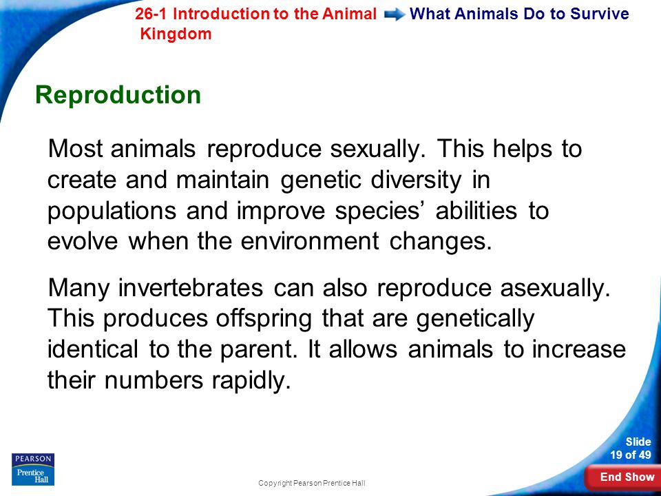End Show 26-1 Introduction to the Animal Kingdom Slide 19 of 49 Copyright Pearson Prentice Hall What Animals Do to Survive Reproduction Most animals reproduce sexually.