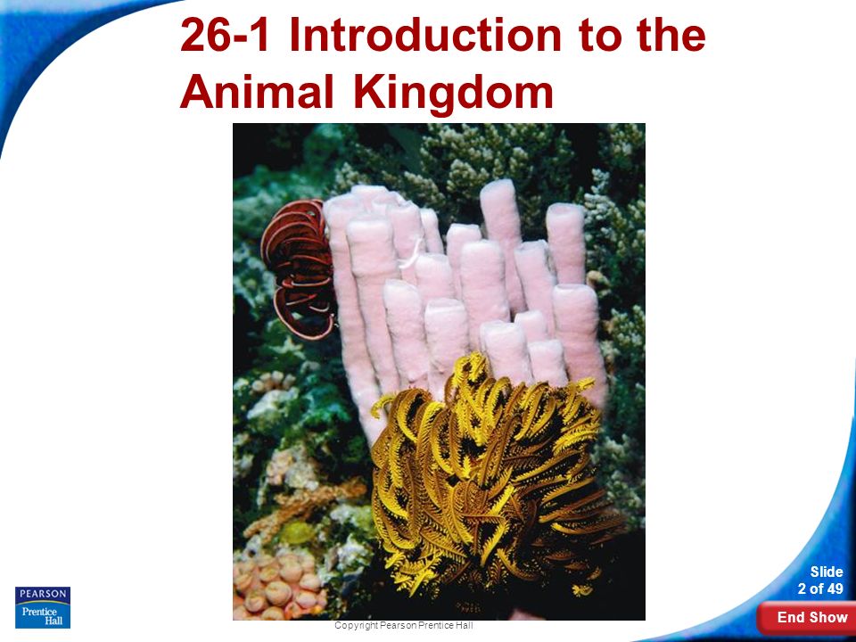 End Show Slide 2 of 49 Copyright Pearson Prentice Hall 26-1 Introduction to the Animal Kingdom