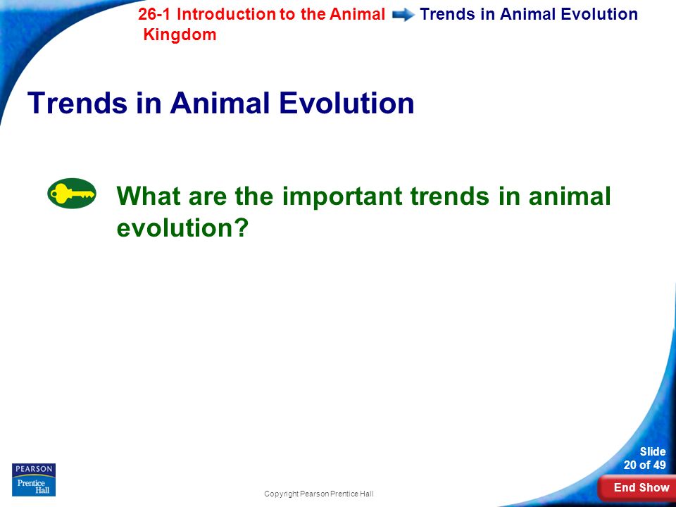 End Show 26-1 Introduction to the Animal Kingdom Slide 20 of 49 Copyright Pearson Prentice Hall Trends in Animal Evolution What are the important trends in animal evolution