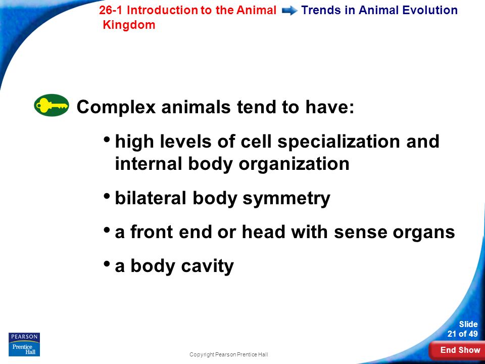 End Show 26-1 Introduction to the Animal Kingdom Slide 21 of 49 Copyright Pearson Prentice Hall Trends in Animal Evolution Complex animals tend to have: high levels of cell specialization and internal body organization bilateral body symmetry a front end or head with sense organs a body cavity