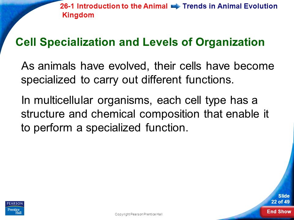 End Show 26-1 Introduction to the Animal Kingdom Slide 22 of 49 Copyright Pearson Prentice Hall Trends in Animal Evolution Cell Specialization and Levels of Organization As animals have evolved, their cells have become specialized to carry out different functions.