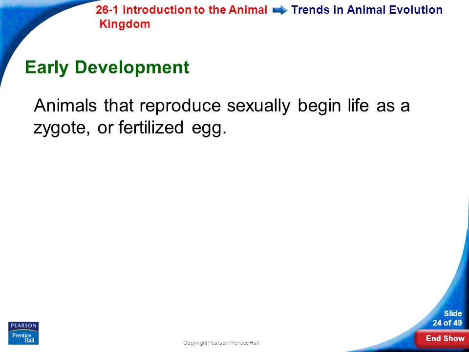 End Show 26-1 Introduction to the Animal Kingdom Slide 24 of 49 Copyright Pearson Prentice Hall Trends in Animal Evolution Early Development Animals that reproduce sexually begin life as a zygote, or fertilized egg.