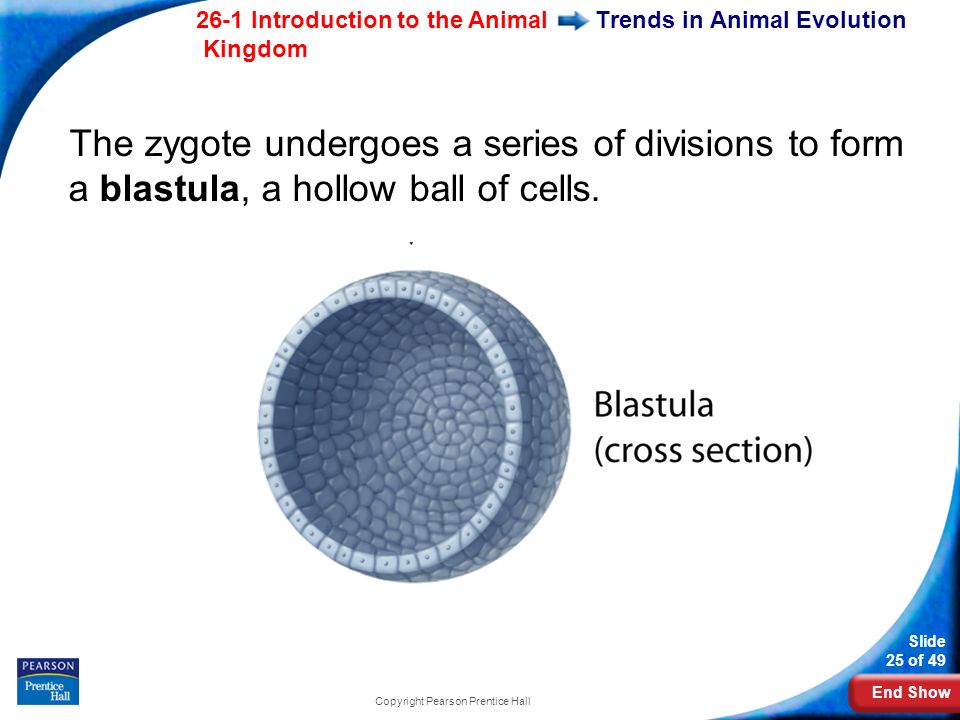 End Show 26-1 Introduction to the Animal Kingdom Slide 25 of 49 Copyright Pearson Prentice Hall Trends in Animal Evolution The zygote undergoes a series of divisions to form a blastula, a hollow ball of cells.