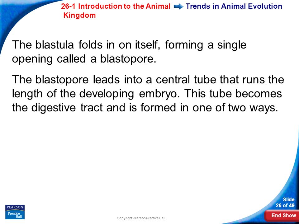 End Show 26-1 Introduction to the Animal Kingdom Slide 26 of 49 Copyright Pearson Prentice Hall Trends in Animal Evolution The blastula folds in on itself, forming a single opening called a blastopore.