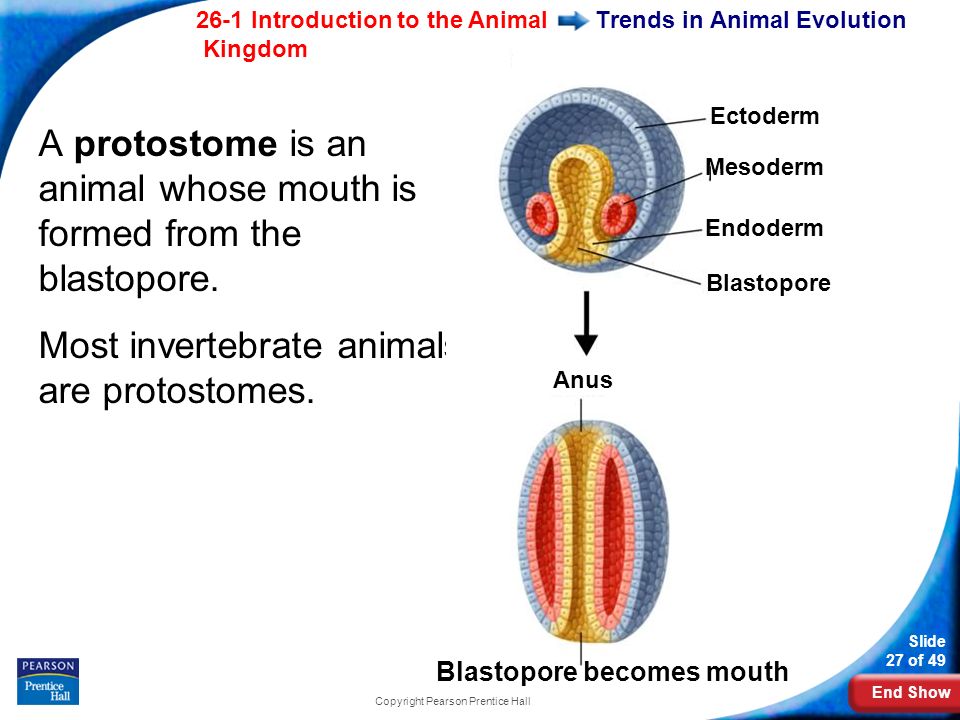 End Show 26-1 Introduction to the Animal Kingdom Slide 27 of 49 Copyright Pearson Prentice Hall Trends in Animal Evolution A protostome is an animal whose mouth is formed from the blastopore.