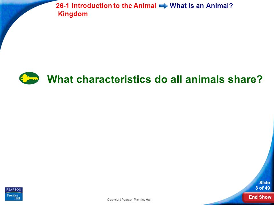 End Show 26-1 Introduction to the Animal Kingdom Slide 3 of 49 Copyright Pearson Prentice Hall What Is an Animal.