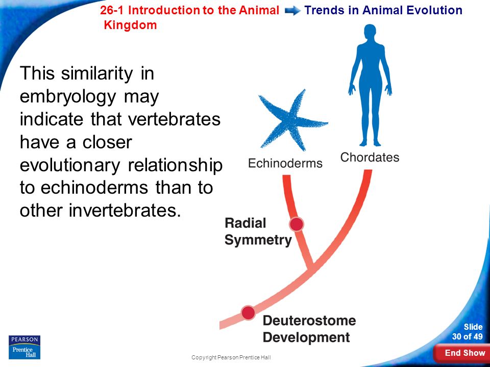 End Show 26-1 Introduction to the Animal Kingdom Slide 30 of 49 Copyright Pearson Prentice Hall Trends in Animal Evolution This similarity in embryology may indicate that vertebrates have a closer evolutionary relationship to echinoderms than to other invertebrates.