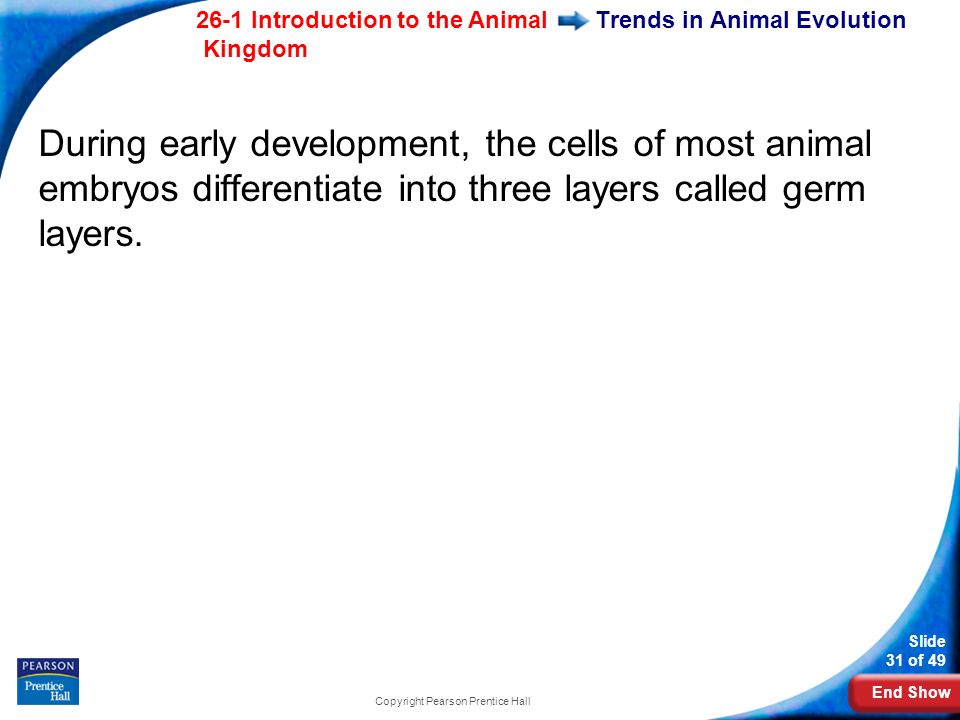 End Show 26-1 Introduction to the Animal Kingdom Slide 31 of 49 Copyright Pearson Prentice Hall Trends in Animal Evolution During early development, the cells of most animal embryos differentiate into three layers called germ layers.