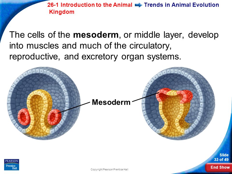 End Show 26-1 Introduction to the Animal Kingdom Slide 33 of 49 Copyright Pearson Prentice Hall Trends in Animal Evolution The cells of the mesoderm, or middle layer, develop into muscles and much of the circulatory, reproductive, and excretory organ systems.