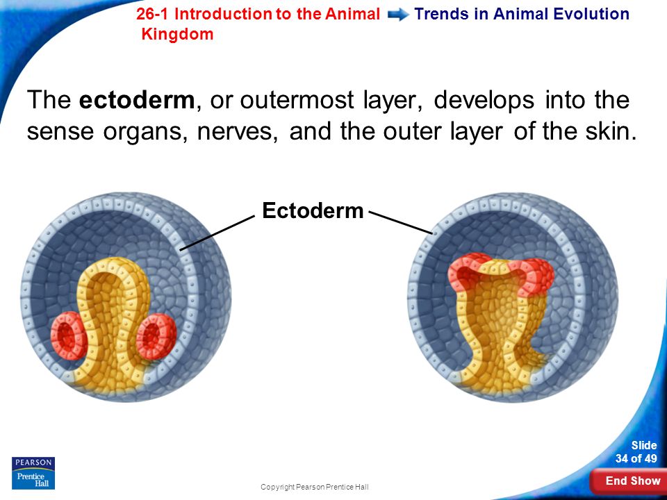 End Show 26-1 Introduction to the Animal Kingdom Slide 34 of 49 Copyright Pearson Prentice Hall Trends in Animal Evolution The ectoderm, or outermost layer, develops into the sense organs, nerves, and the outer layer of the skin.