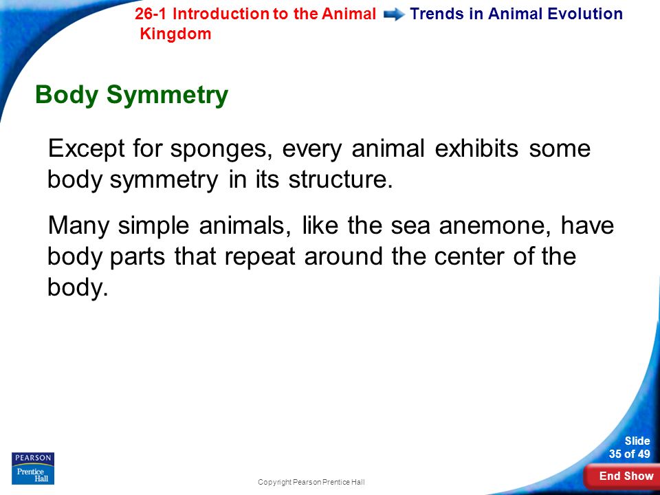 End Show 26-1 Introduction to the Animal Kingdom Slide 35 of 49 Copyright Pearson Prentice Hall Trends in Animal Evolution Body Symmetry Except for sponges, every animal exhibits some body symmetry in its structure.