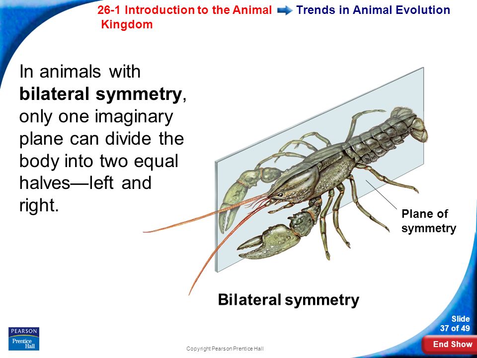 End Show 26-1 Introduction to the Animal Kingdom Slide 37 of 49 Copyright Pearson Prentice Hall Trends in Animal Evolution Bilateral symmetry Plane of symmetry In animals with bilateral symmetry, only one imaginary plane can divide the body into two equal halves—left and right.