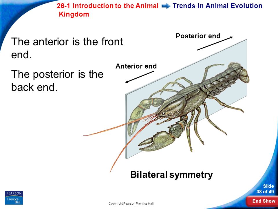 End Show 26-1 Introduction to the Animal Kingdom Slide 38 of 49 Copyright Pearson Prentice Hall Trends in Animal Evolution Posterior end Anterior end Bilateral symmetry The anterior is the front end.