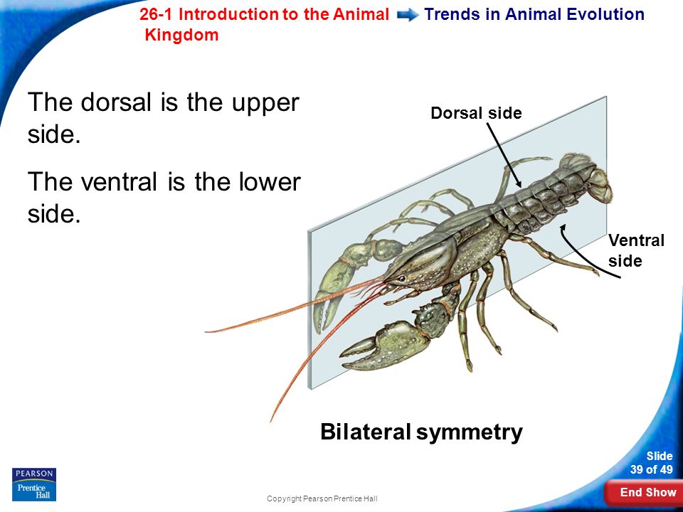 End Show 26-1 Introduction to the Animal Kingdom Slide 39 of 49 Copyright Pearson Prentice Hall Trends in Animal Evolution Dorsal side The dorsal is the upper side.