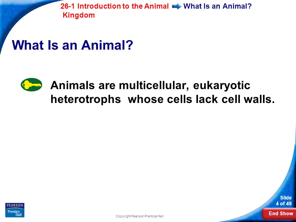 End Show 26-1 Introduction to the Animal Kingdom Slide 4 of 49 Copyright Pearson Prentice Hall What Is an Animal.