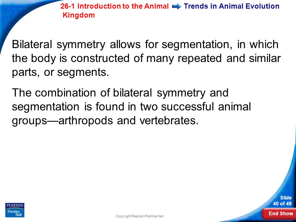 End Show 26-1 Introduction to the Animal Kingdom Slide 40 of 49 Copyright Pearson Prentice Hall Trends in Animal Evolution Bilateral symmetry allows for segmentation, in which the body is constructed of many repeated and similar parts, or segments.