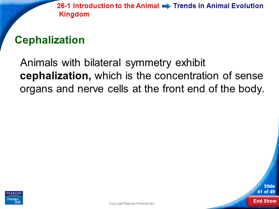 End Show 26-1 Introduction to the Animal Kingdom Slide 41 of 49 Copyright Pearson Prentice Hall Trends in Animal Evolution Cephalization Animals with bilateral symmetry exhibit cephalization, which is the concentration of sense organs and nerve cells at the front end of the body.