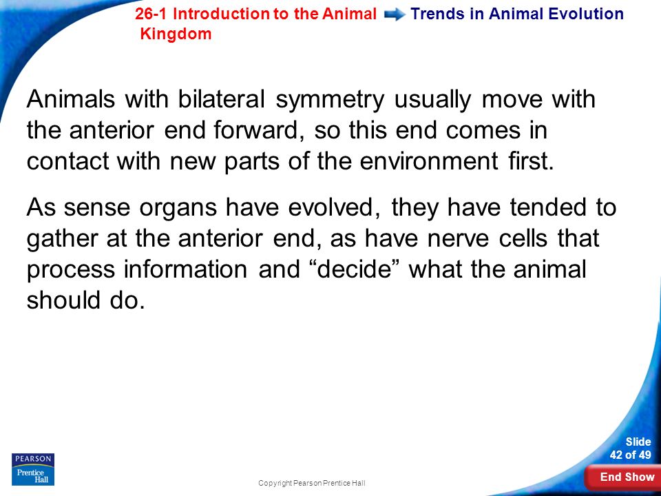 End Show 26-1 Introduction to the Animal Kingdom Slide 42 of 49 Copyright Pearson Prentice Hall Trends in Animal Evolution Animals with bilateral symmetry usually move with the anterior end forward, so this end comes in contact with new parts of the environment first.