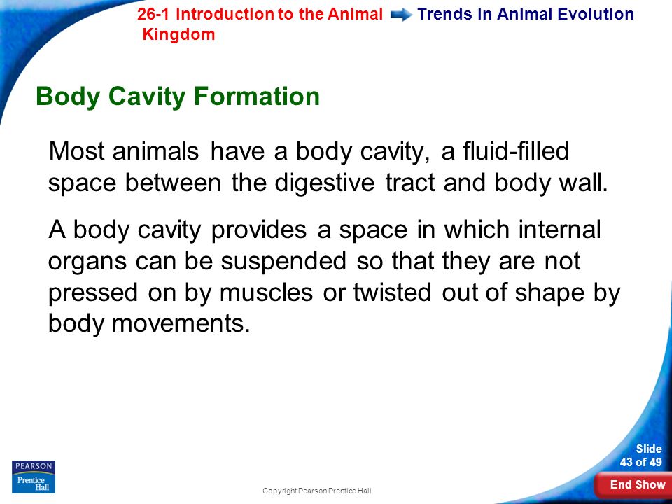 End Show 26-1 Introduction to the Animal Kingdom Slide 43 of 49 Copyright Pearson Prentice Hall Trends in Animal Evolution Body Cavity Formation Most animals have a body cavity, a fluid-filled space between the digestive tract and body wall.