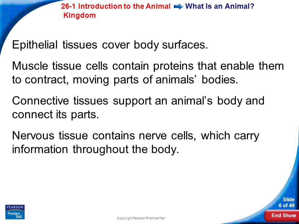 End Show 26-1 Introduction to the Animal Kingdom Slide 6 of 49 Copyright Pearson Prentice Hall What Is an Animal.