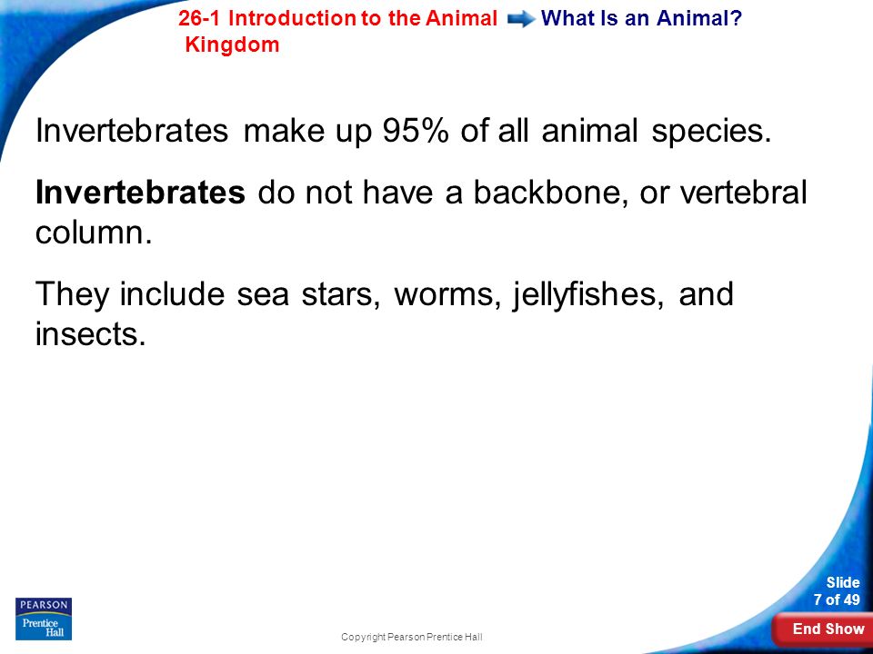 End Show 26-1 Introduction to the Animal Kingdom Slide 7 of 49 Copyright Pearson Prentice Hall What Is an Animal.