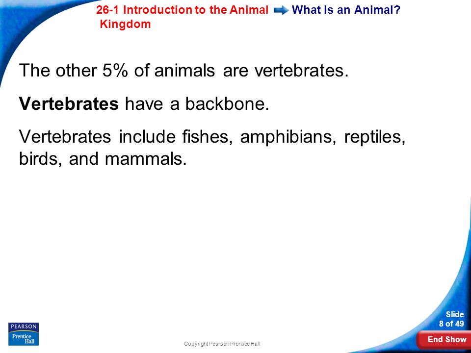 End Show 26-1 Introduction to the Animal Kingdom Slide 8 of 49 Copyright Pearson Prentice Hall What Is an Animal.