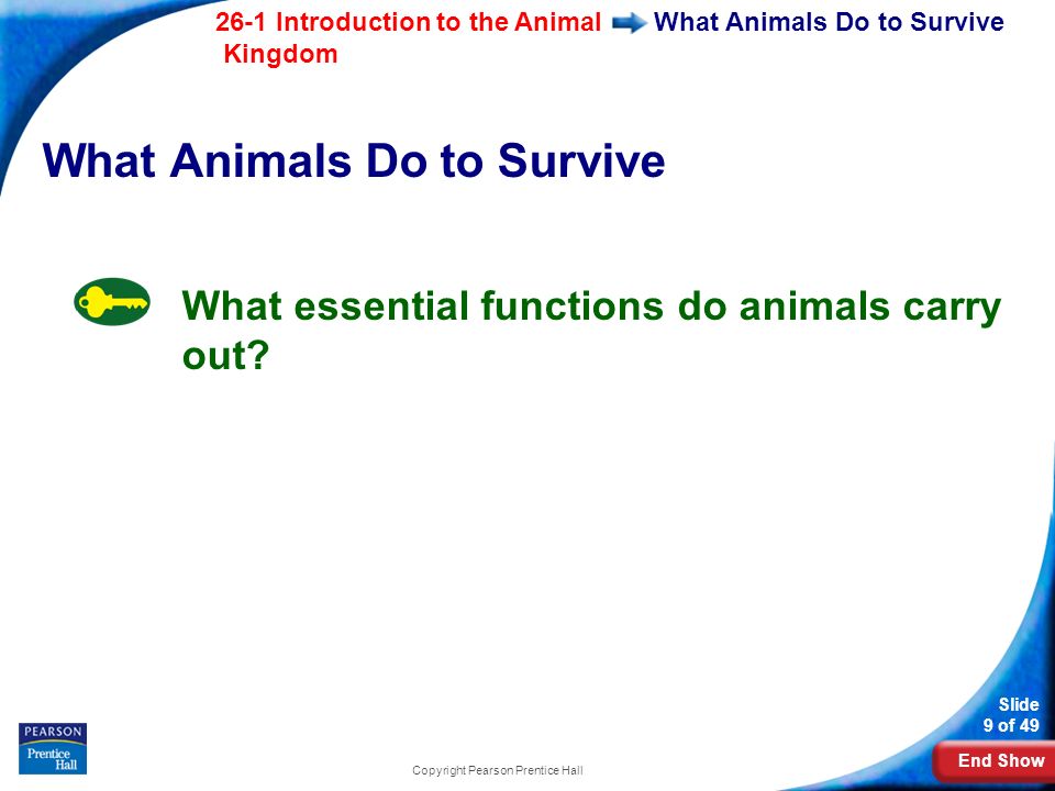 End Show 26-1 Introduction to the Animal Kingdom Slide 9 of 49 Copyright Pearson Prentice Hall What Animals Do to Survive What essential functions do animals carry out
