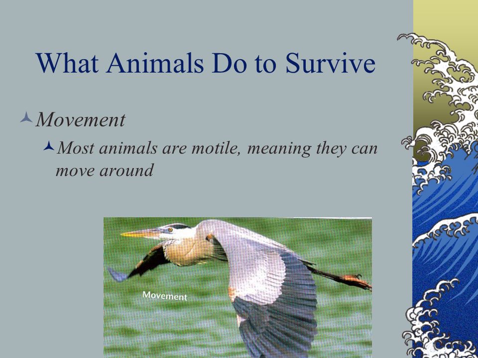 What Animals Do to Survive Movement Most animals are motile, meaning they can move around