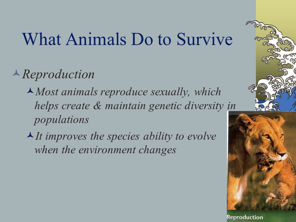 What Animals Do to Survive Reproduction Most animals reproduce sexually, which helps create & maintain genetic diversity in populations It improves the species ability to evolve when the environment changes