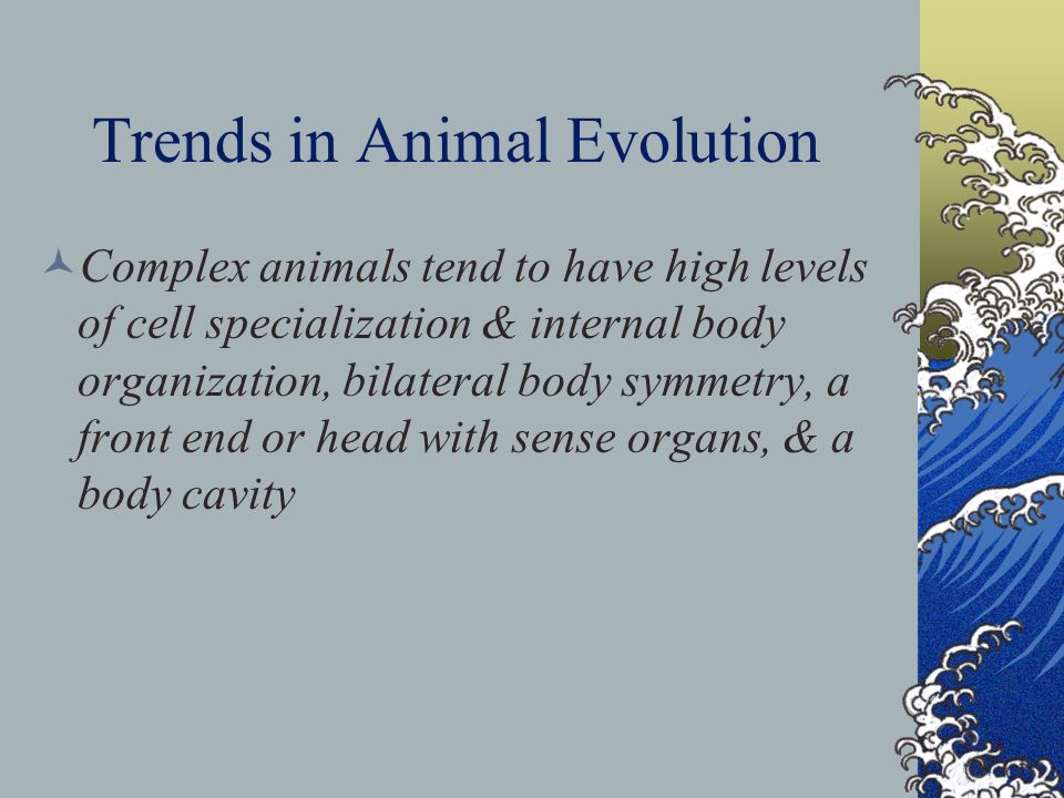 Trends in Animal Evolution Complex animals tend to have high levels of cell specialization & internal body organization, bilateral body symmetry, a front end or head with sense organs, & a body cavity