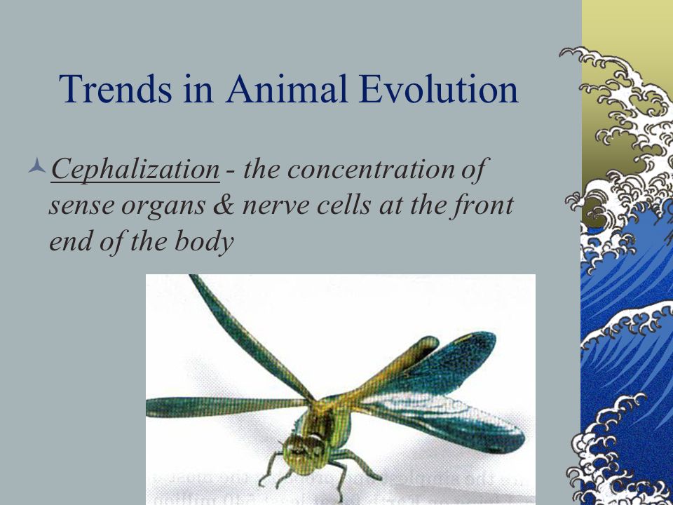 Trends in Animal Evolution Cephalization - the concentration of sense organs & nerve cells at the front end of the body