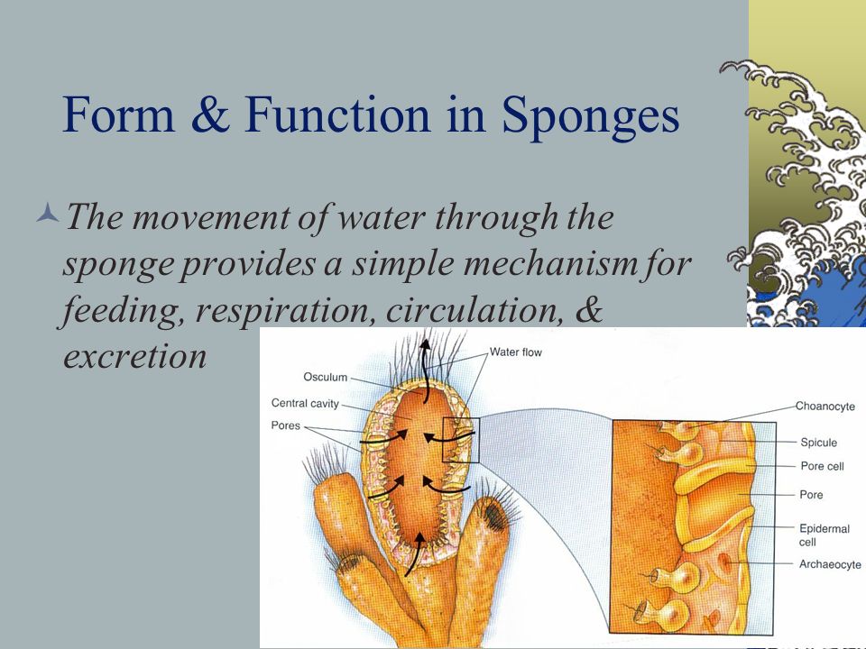 Form & Function in Sponges The movement of water through the sponge provides a simple mechanism for feeding, respiration, circulation, & excretion