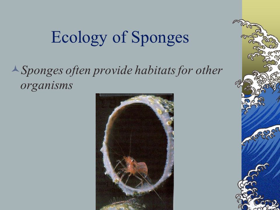 Ecology of Sponges Sponges often provide habitats for other organisms