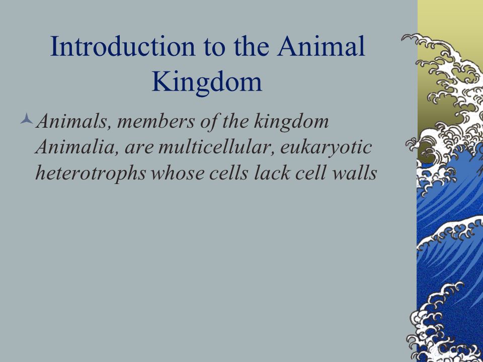 Introduction to the Animal Kingdom Animals, members of the kingdom Animalia, are multicellular, eukaryotic heterotrophs whose cells lack cell walls