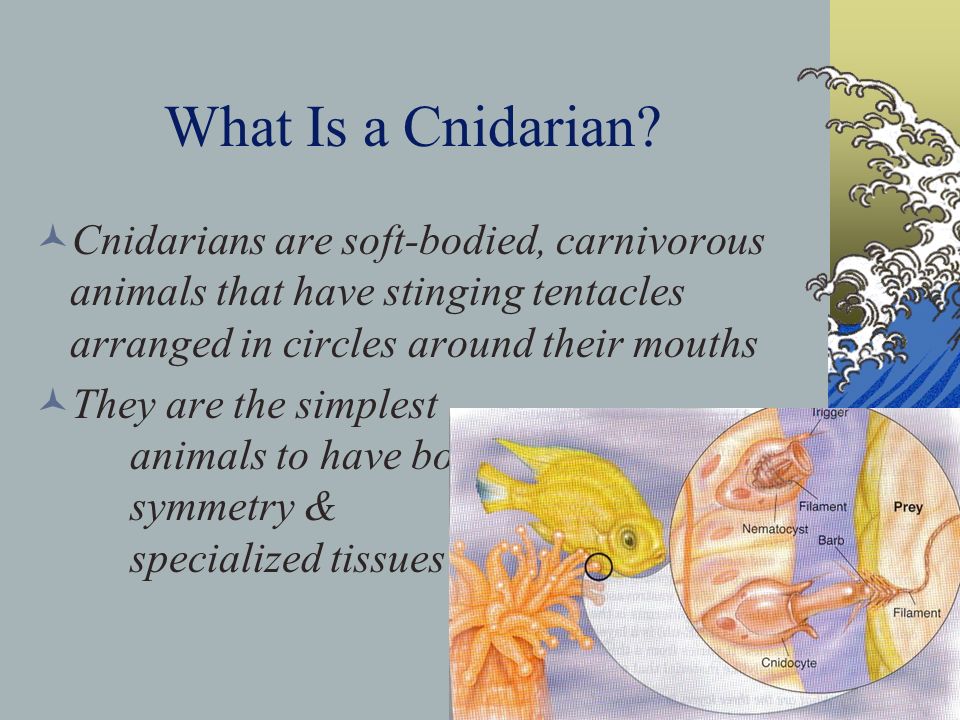 What Is a Cnidarian.